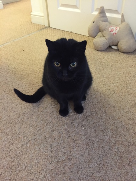 Is my kitten right in the head?
