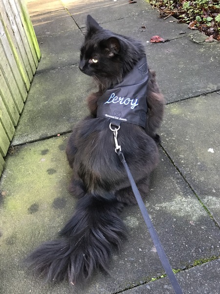 Lead training a cat?