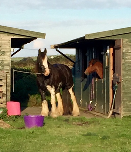 What rugs do you have on your horses when it is cold?