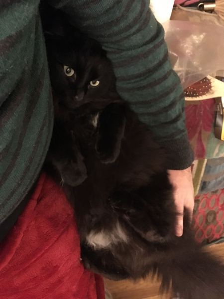 Cuddly cats