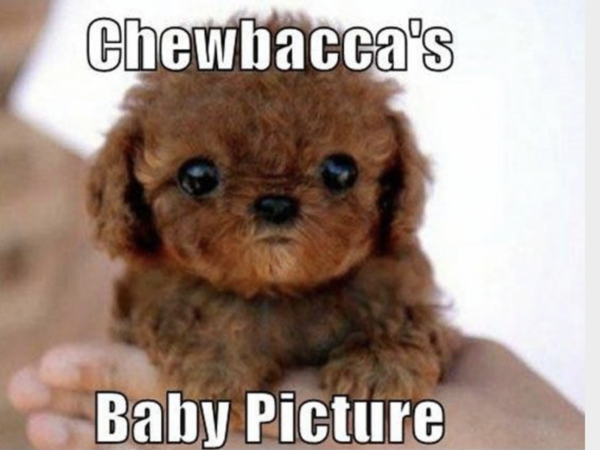 Cute baby animals!! Totally not feminist