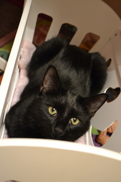 Pet Photo Thread!