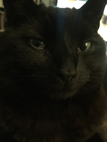 Apparently cats have no facial expressions