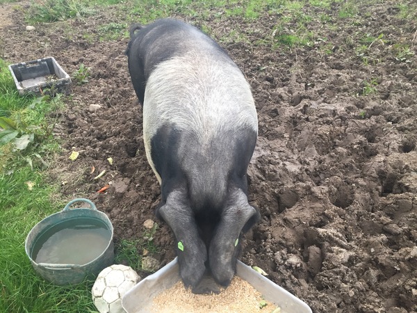 Has anyone thought about being totally self sufficient?