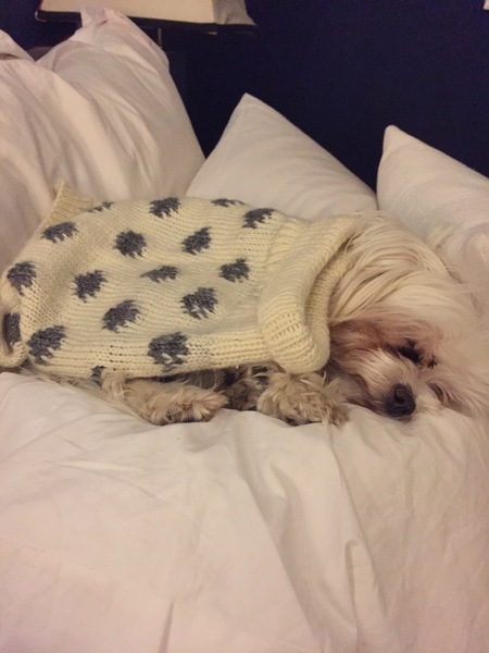 Dog must have accessories (photo included)