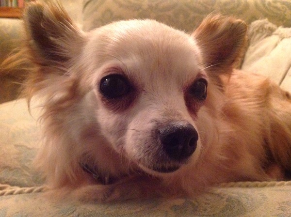 The mythical easy dog