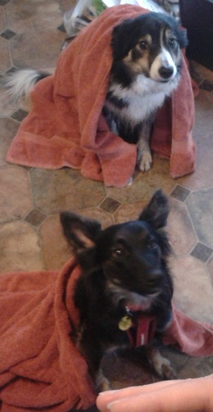 Collie troubles!!