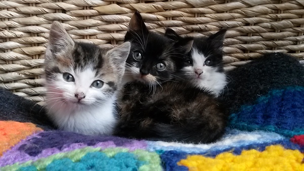 Can we have a cute kitten picture thread
