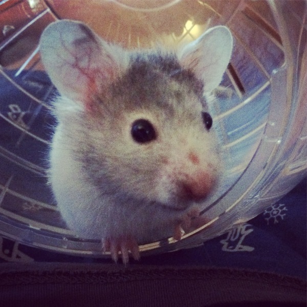 Small pet pictures thread?