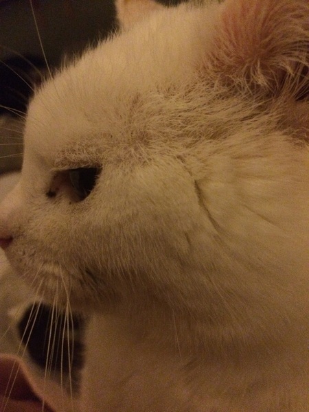 I'm memory of our cats
