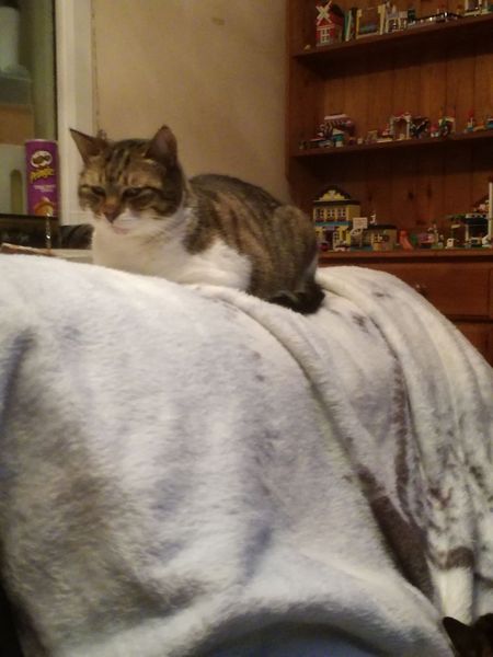 To think the cat wants to kill us?