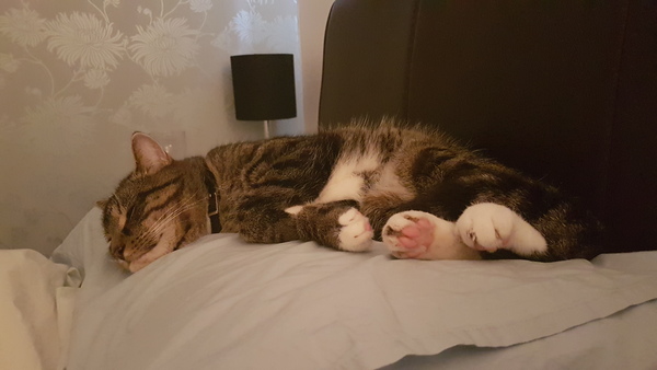 Just an excuse to post a cute cat picture
