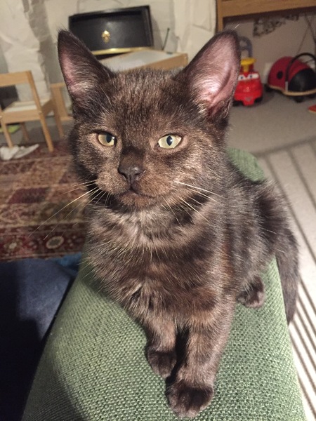 Can we have a cute kitten picture thread