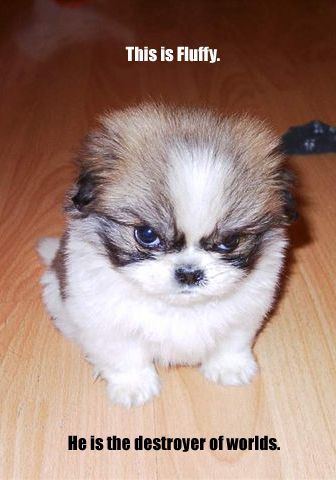 Cute baby animals!! Totally not feminist
