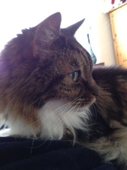 I'm memory of our cats