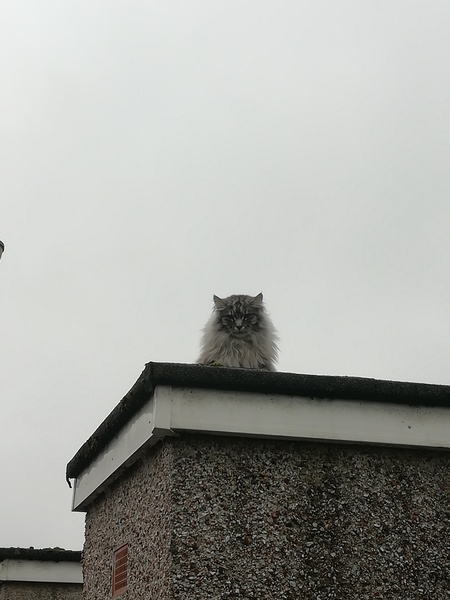 Cats are in charge