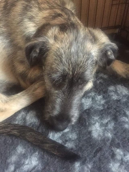 Meet my pup!