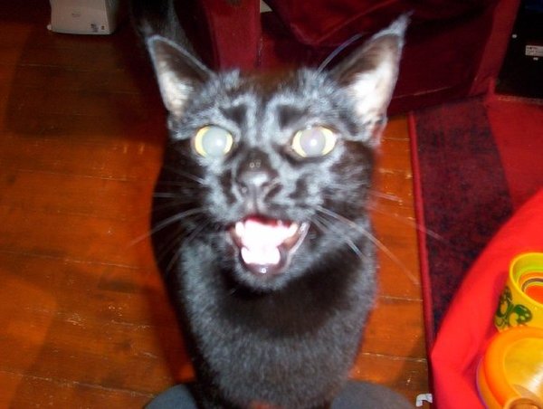 I'm memory of our cats