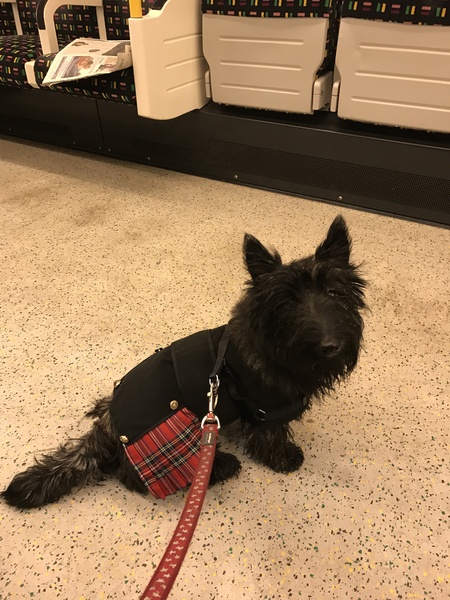 But who'd like to see my dog in a kilt today?