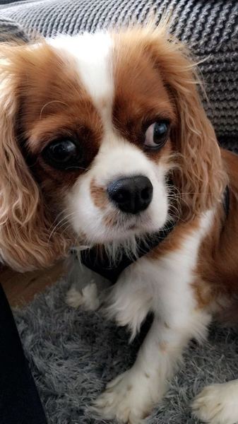 Tell me about Cavalier King Charles Spaniels