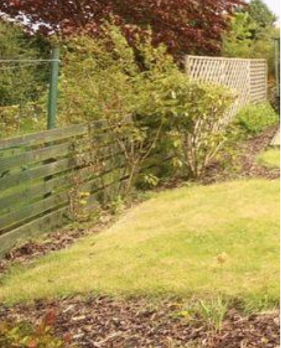 What can I grow on a fence to act as a privacy screen?
