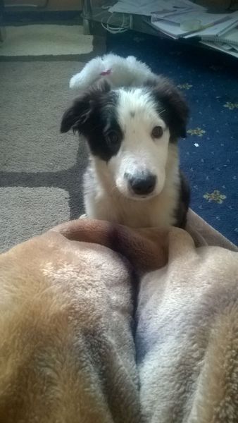 AIBU about my mums dog in my house