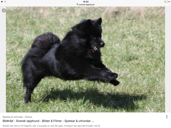 To wish the fashion to own working breed dogs would pass?