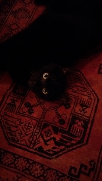 Constant begging for Dreamies