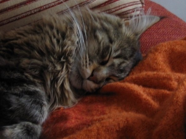 I'm memory of our cats