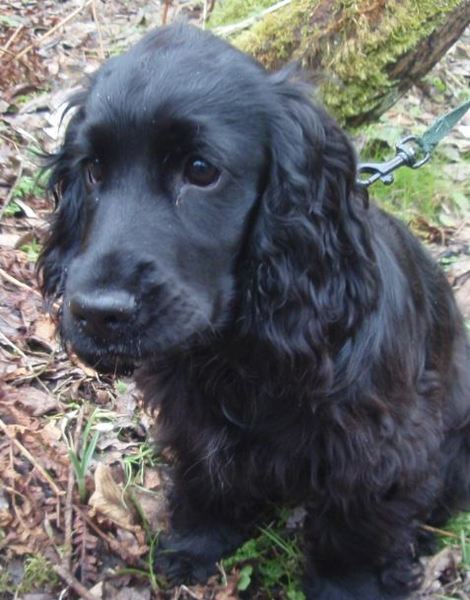 Arthritis advice for 8 year old spaniel - please help