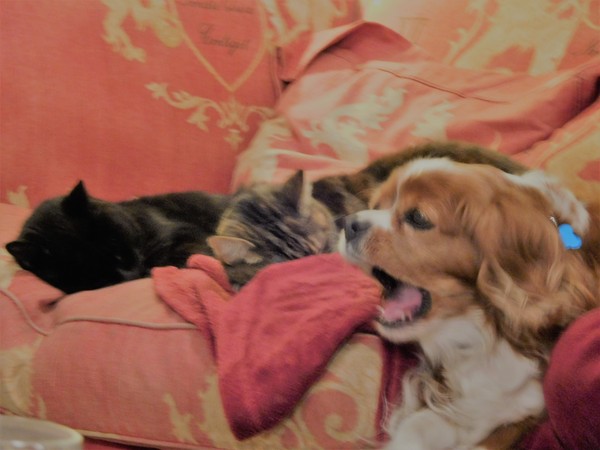 Pet Photo Thread!
