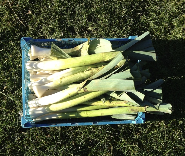 Allotment/Veg Patch - Thread 7 - The Harvesters Arms
