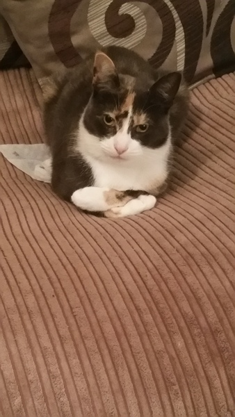 Cats are in charge