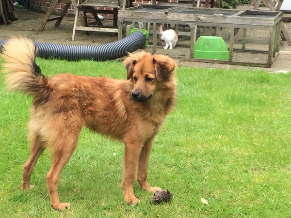 Would you get a rescue dog if you have kids? or a rescue puppy?