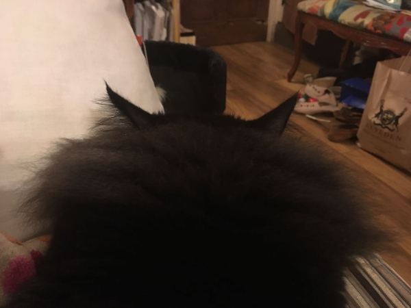 Lead training a cat?