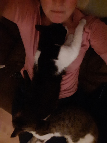 I'm memory of our cats