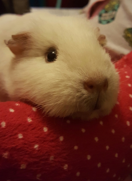 How are The SuperFurryAnimals coping in the cold weather?