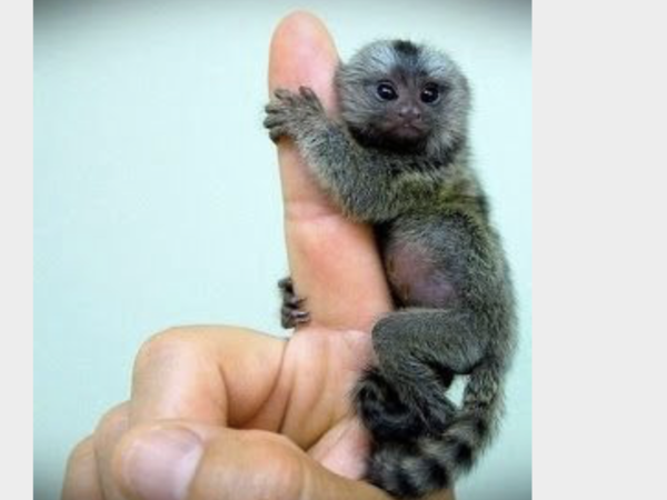 Cute baby animals!! Totally not feminist