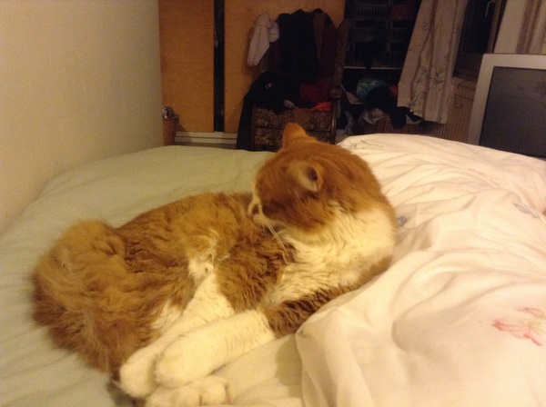 Cats are in charge