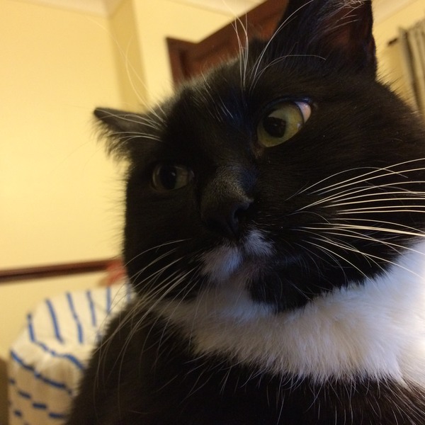 Cats are in charge