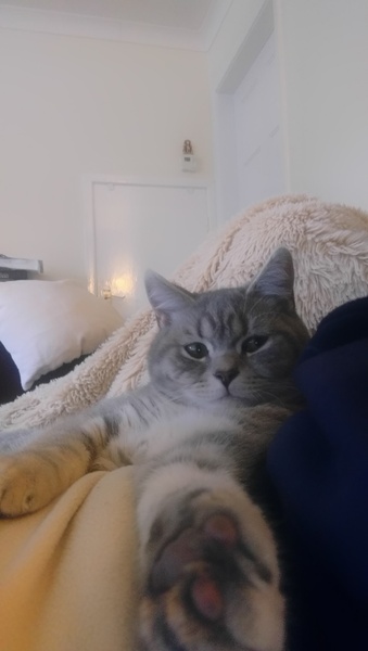 Co-sleeping with kittens