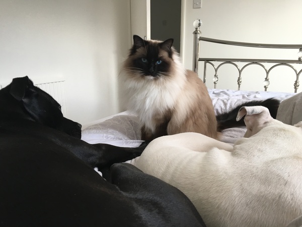 Cats are in charge