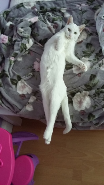 I'm memory of our cats