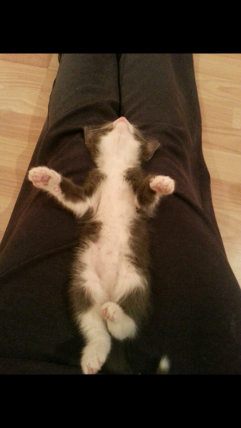 Can we have a cute kitten picture thread