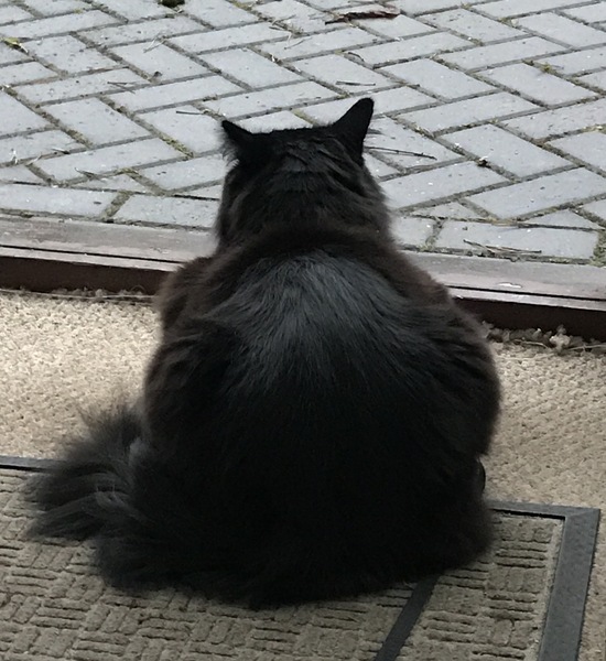 Cats are in charge