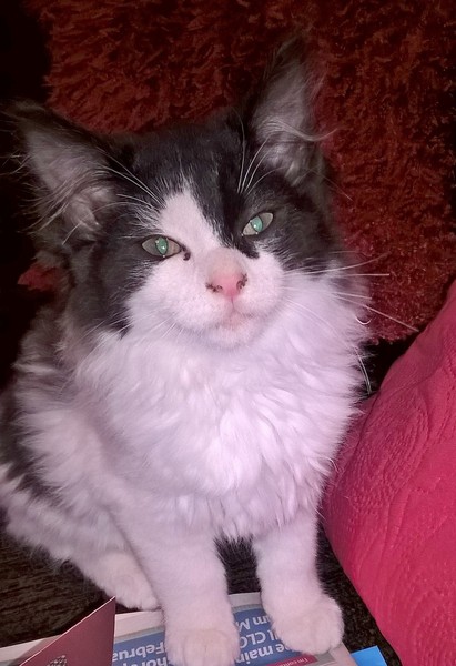 Can we have a cute kitten picture thread