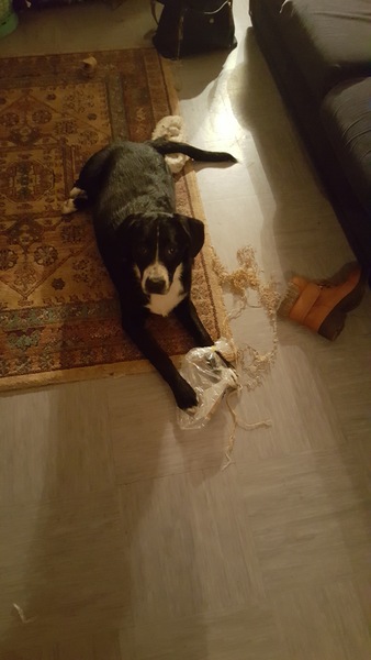 the fucking dog....
