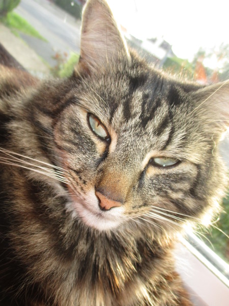 Apparently cats have no facial expressions