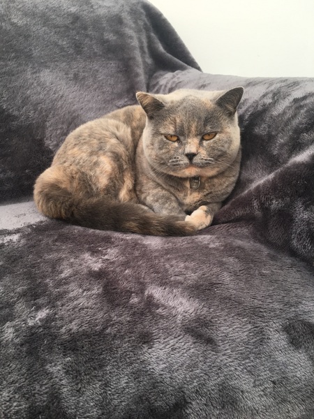 What's the best type of breed of cat to have with kids?