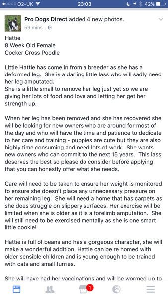 Cockapoos - pros and cons?